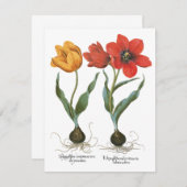 Vintage Spring Tulip Blume von Basilius Besler (Vorne/Hinten)