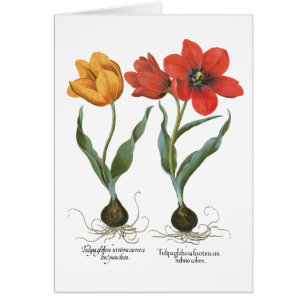 Vintage Spring Tulip Blume von Basilius Besler