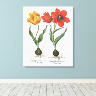 Vintage Spring Tulip Blume von Basilius Besler Leinwanddruck