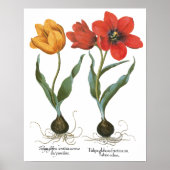 Vintage Spring Tulip Blume von Basilius Besler Poster (Vorne)