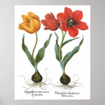 Vintage Spring Tulip Blume von Basilius Besler