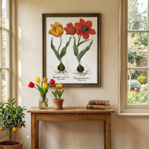 Vintage Spring Tulip Blume von Basilius Besler