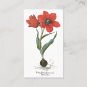 Vintage Spring Tulip Blume von Basilius Besler Visitenkarte (Rückseite)