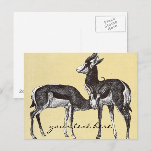 Vintage Springbok Postkarte (Vorne/Hinten)
