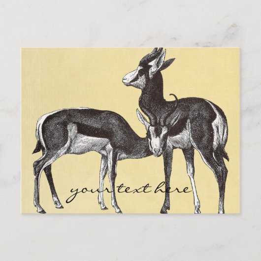 Vintage Springbok Postkarte (Vorderseite)
