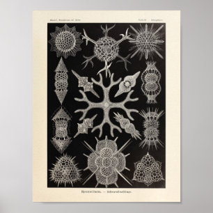 Vintage Spumellaria Ernst Haeckel Art Print Poster