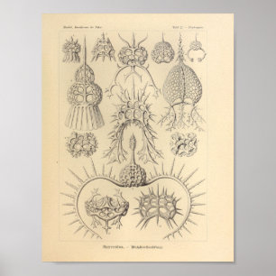 Vintage Spyroidea Farbe Ernst Haeckel Druck Poster