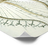 Vintage Squid Illustration Poster (Ecke)