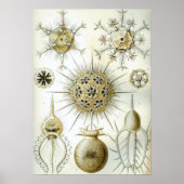 Vintage Squid Illustration Poster (Vorne)