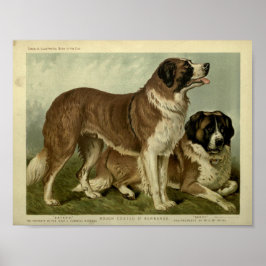 Vintage St Bernard Hunde - Illustration Poster