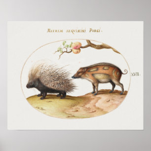 Vintage-Stachelschwein-Plakat Poster