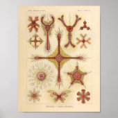Vintage Starfish Ernst Haeckel Print Sea Life Poster (Vorne)