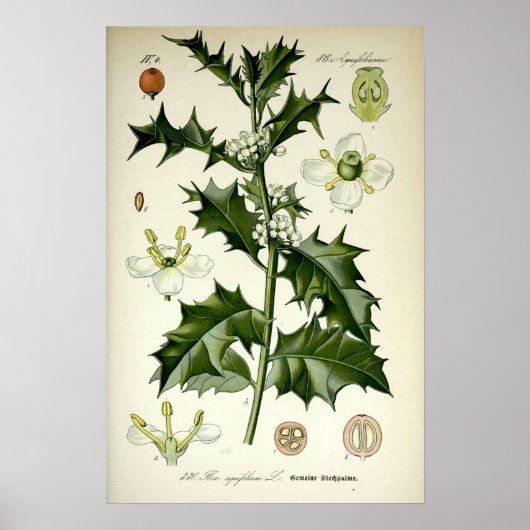 Vintage-Stechapfel-Botanik-Kunst Poster (Vorne)