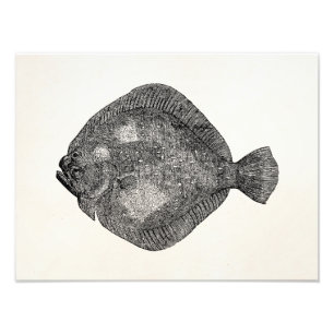 Vintage Steinbutt Scholle Fisch - Fische Vorlage Fotodruck