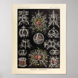 Vintage Stephoidea Farbe Ernst Haeckel Kunst Druck Poster
