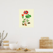 Vintage Stern-Anemone-Blume Poster (Küche)