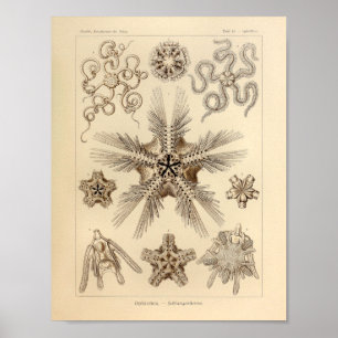 Vintage Sternfisch Farbe Ernst Haeckel Druck Poster