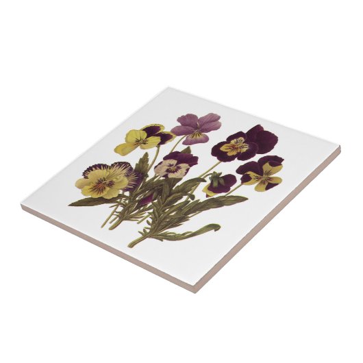 Vintage Stiefmütterchen im Blumengarten Blume Fliese (Seite)