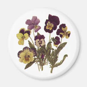 Vintage Stiefmütterchen im Blumengarten Blume Magnet