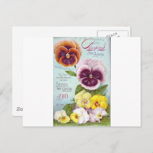 Vintage Stiefmütterchen Postkarte (Vorne/Hinten)