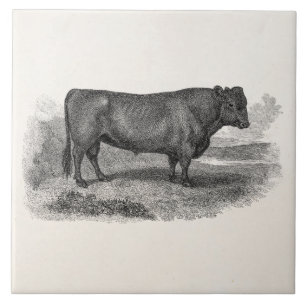 Vintage Stier-Illustration aus dem 19. Jahrhundert Fliese