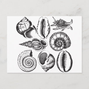 Vintage-Stil Muscheln schwarz und weiß Postkarte