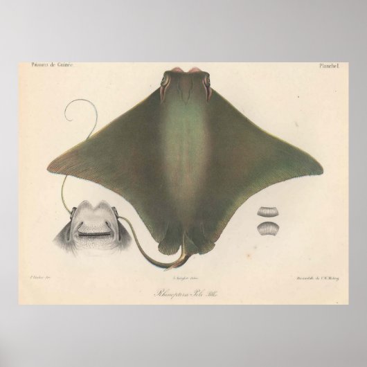 Vintage Stingray Illustration (1863) Poster (Vorne)