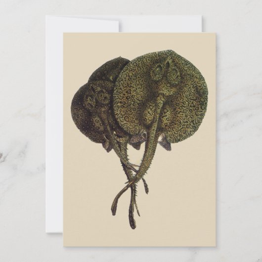 Vintage Stingrochen, Meerestiere (Vorderseite)