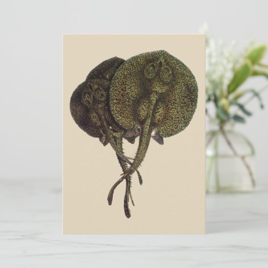 Vintage Stingrochen, Meerestiere (Stehend Vorderseite)