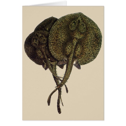 Vintage Stingrochen, Meerestiere (Vorne)