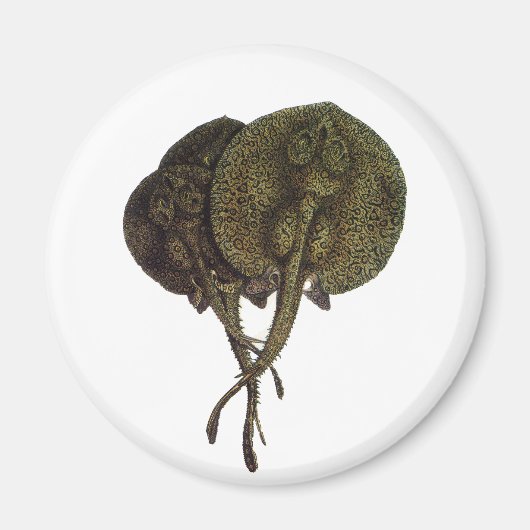 Vintage Stingrochen, Meerestiere Magnet (Vorne)