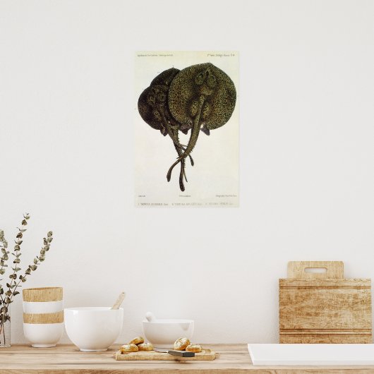 Vintage Stingrochen, Meerestiere Poster (Küche)