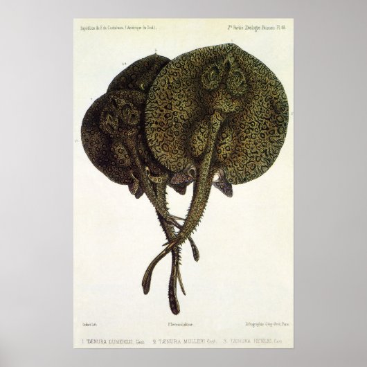 Vintage Stingrochen, Meerestiere Poster (Vorne)