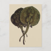 Vintage Stingrochen, Meerestiere Postkarte (Vorderseite)