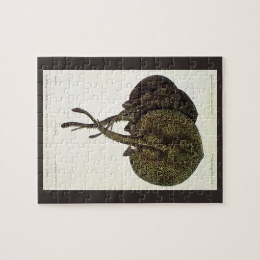 Vintage Stingrochen, Meerestiere Puzzle (Horizontal)