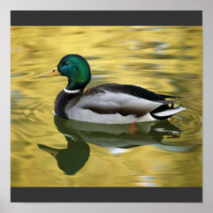 Vintage Stockenten-Kunstplakat Poster