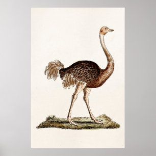 Vintage-Strauß-Illustration Retro 1700er Jahre Str Poster