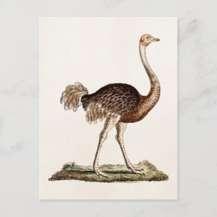 Vintage-Strauß-Illustration Retro 1700er Jahre Str Postkarte