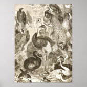 Vintage StraußenIllustration Struthio camelus Poster (Vorne)