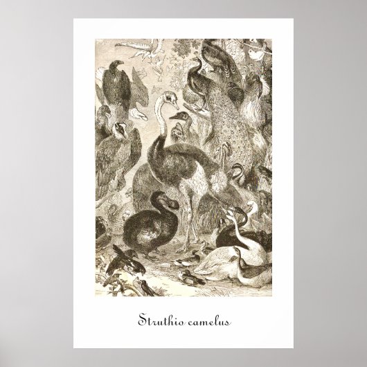 Vintage StraußenIllustration Struthio camelus Poster (Vorne)