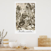 Vintage StraußenIllustration Struthio camelus Poster (Küche)