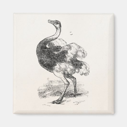 Vintage Straußenvögel Personalisierte Vögel Strauß Magnet (Vorne)