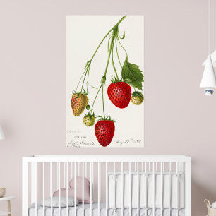 Vintage Strawberry-Illustration Poster