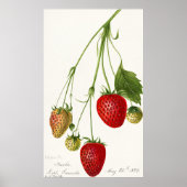 Vintage Strawberry-Illustration Poster (Vorne)