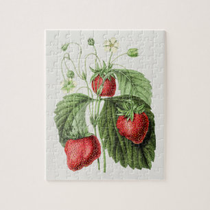 Vintage Strawberry-Illustration Puzzle