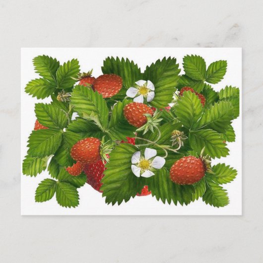 Vintage Strawberry Postkarte (Vorderseite)