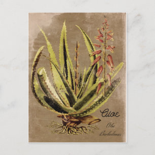 Vintage Style Aloe-Pflanze Postkarte