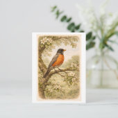 Vintage-Style American Robin lllustration Postkarte (Stehend Vorderseite)