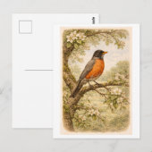 Vintage-Style American Robin lllustration Postkarte (Vorne/Hinten)
