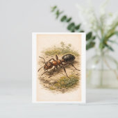 Vintage-Style Ant Illustration Postkarte (Stehend Vorderseite)